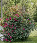 IMG_0695-2.webp