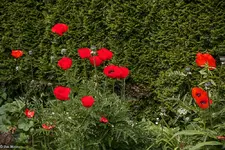 IMG_0796-2.webp