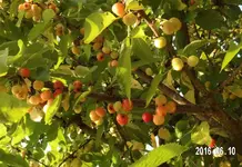 süsskirschen 2.webp