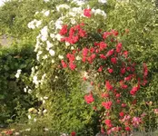 Rosenbogen.webp
