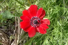 SAM_1539.webp