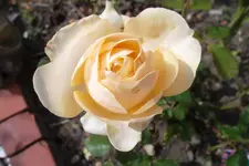 SAM_1542.webp