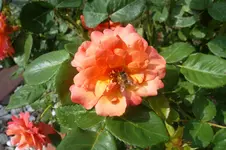 SAM_1543.webp