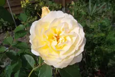 SAM_1544.webp