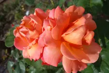 SAM_1545.webp