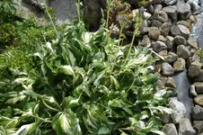 SAM_1549.webp