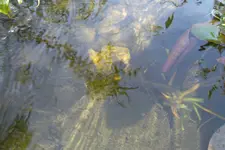 SAM_1552.webp