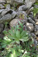 SAM_1553.webp