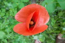 SAM_1554.webp