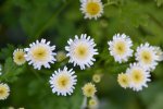DSC_4179.jpg