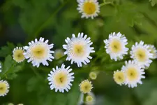 DSC_4179.webp