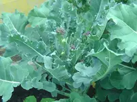 Brokolie (3).webp