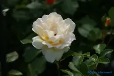 comp_DSC05056.jpg