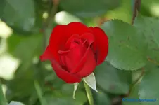 comp_DSC05060.webp