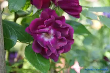 comp_DSC05063.webp