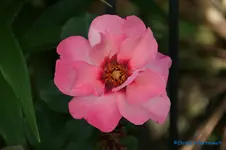 comp_DSC05064.webp