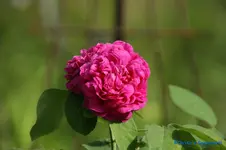 comp_DSC05072.webp