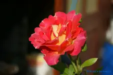 comp_DSC05076.jpg