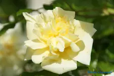 comp_DSC05078.webp
