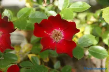 comp_DSC05081.webp