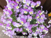 Bilda204.webp