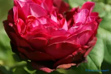 comp_DSC05100.webp