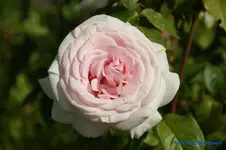 comp_DSC05101.jpg