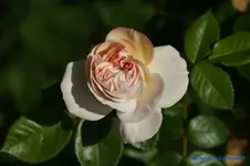 comp_DSC05105.webp