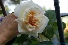 comp_DSC05107.webp