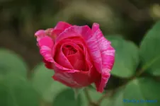 comp_DSC05108.webp