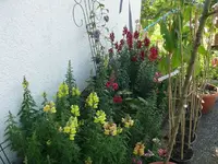 Löwenmäulchen (1).webp
