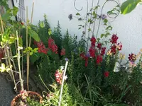 Löwenmäulchen (2).webp