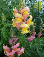 Löwenmäulchen (7).webp