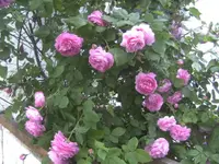 BILD5095.webp