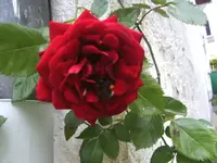 BILD5070.webp