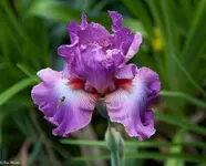 IMG_0896-2.webp