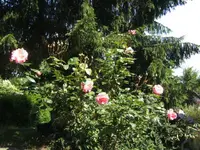 BILD5125.webp