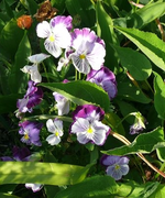 Veilchen.webp