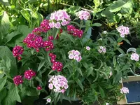 k-P1110262.webp
