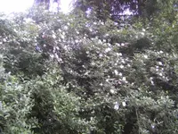 BILD5086.webp