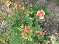 k-P1110263.webp
