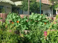 k-P1110267.webp