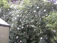BILD5083.webp