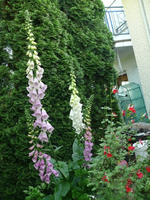 k-P1110273.webp