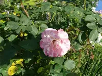 Rose (1).webp