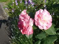 Rose (2).webp