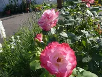 Rose (3).webp
