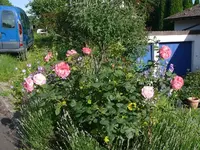 Rose (6).webp