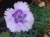 038.webp
