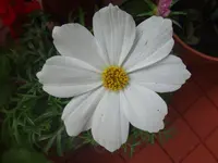 039.webp